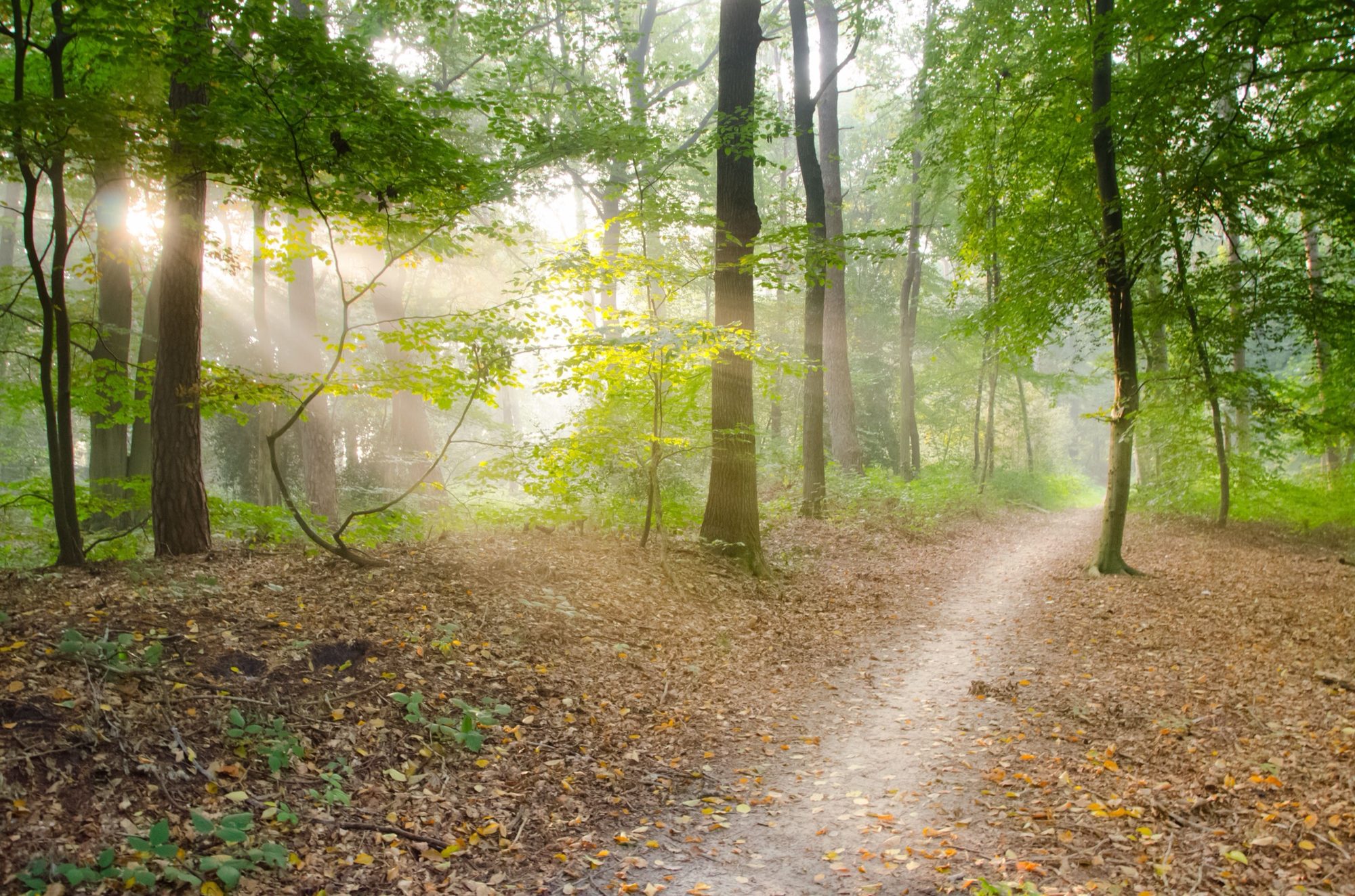 Sunlight streaming through trees onto a forest path