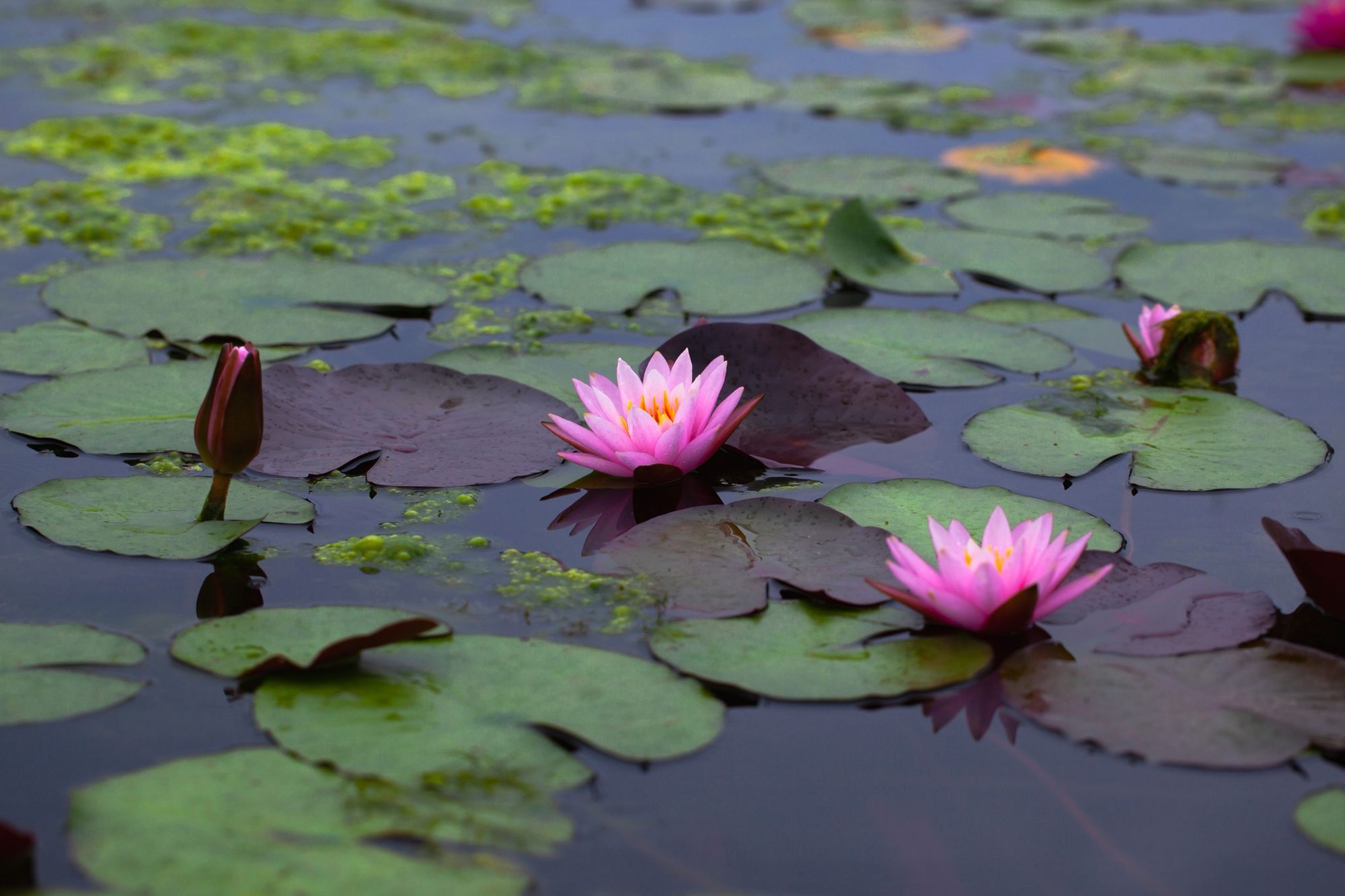 Pink water lilies blooming on a still pond